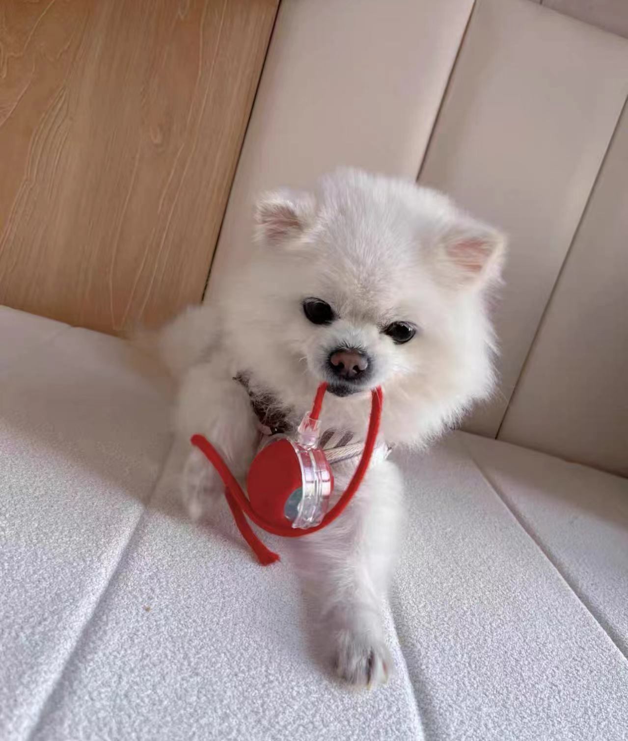 LED Smart Automatic Pet Toy Ball | USB Rechargeable | Durable & Bite-Resistant | Fun for Cats & Dogs